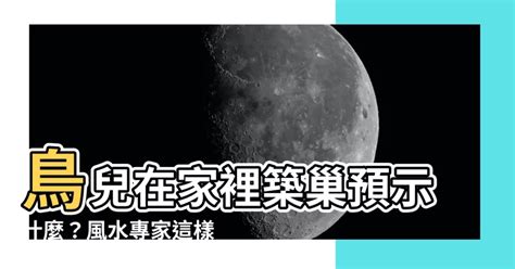 鳥兒在家築巢|【鳥在家裡築巢】鳥兒在家裡築巢預示什麼？風水專家。